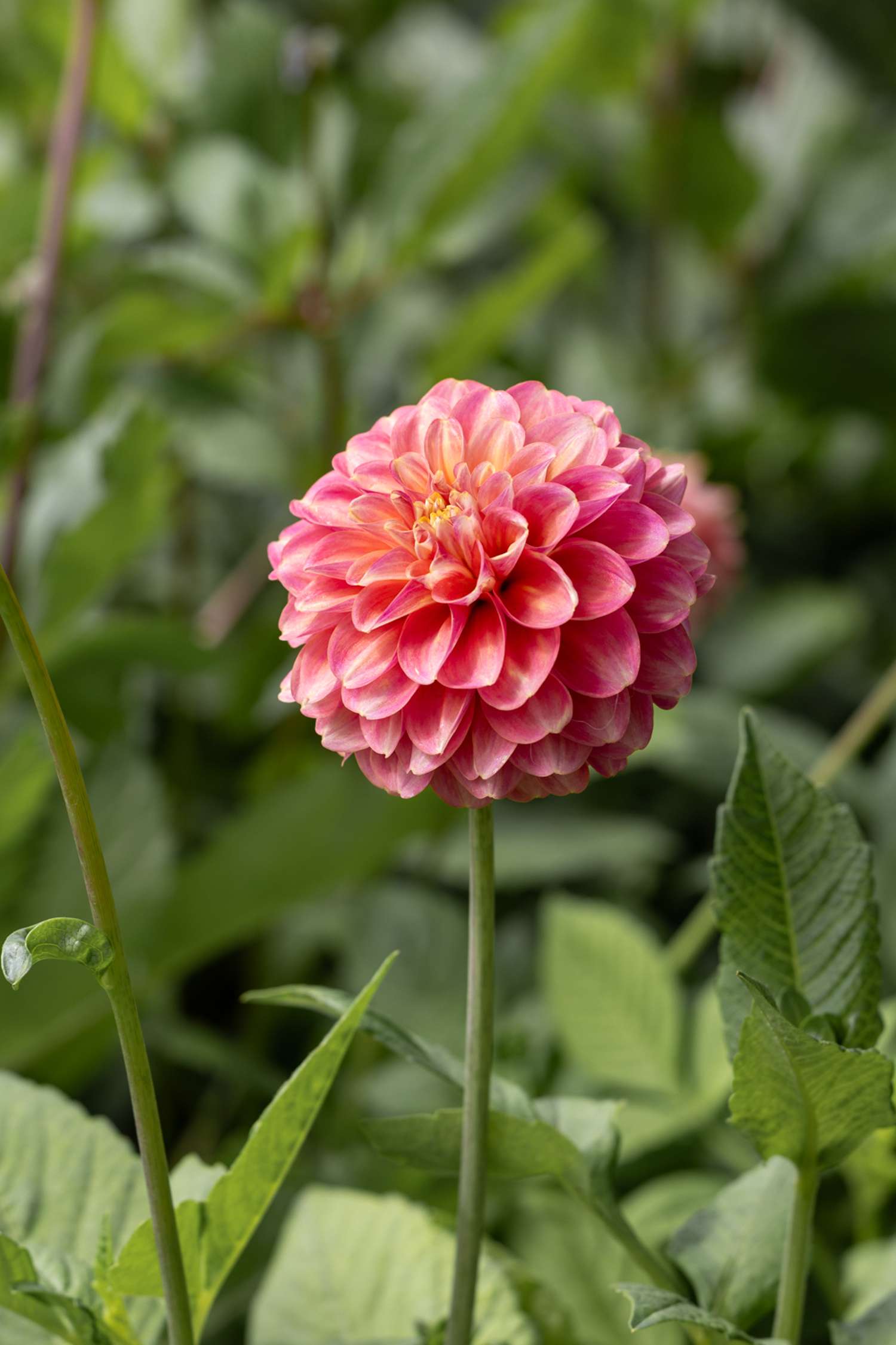 Dahlie ‘Milena Fleur’